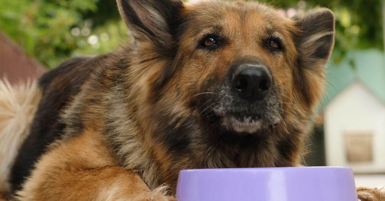 German Shepherd lying down near a purple food bowl