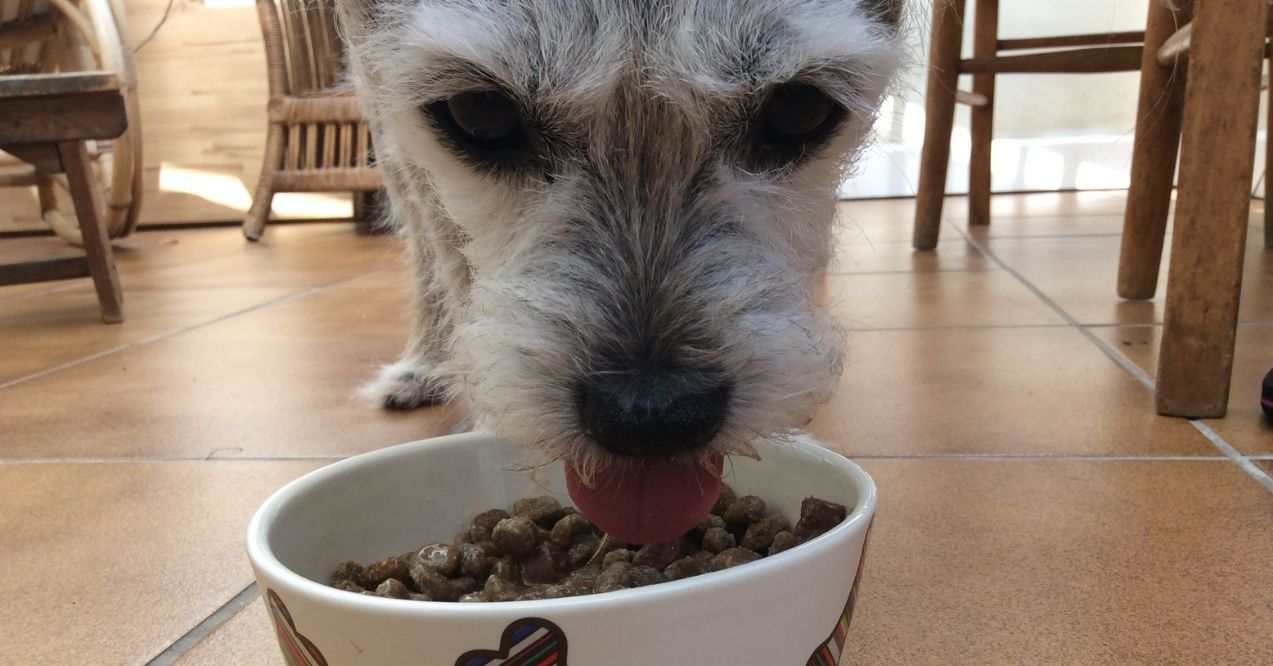Senior dog eating kibble from a white bowl