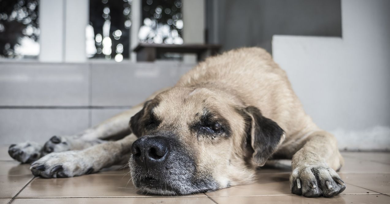 Senior dog lying down and resting indoors