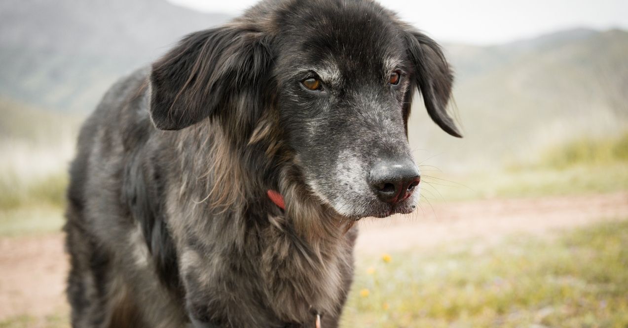 Gray-muzzled dog walking outside on a trail