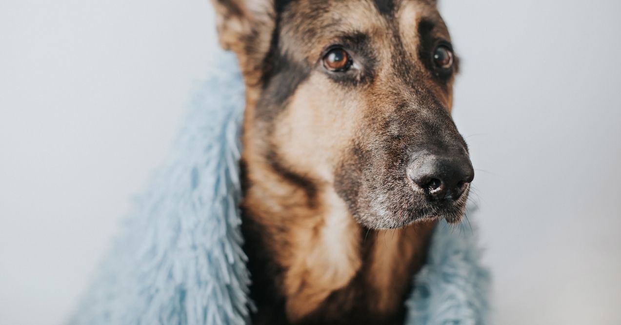 Elderly German Shepherd wrapped in a soft blue blanket