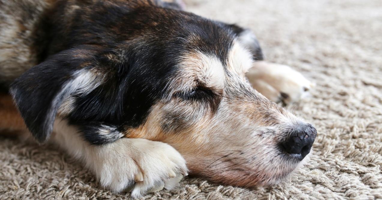 Older dog peacefully sleeping on a soft rug