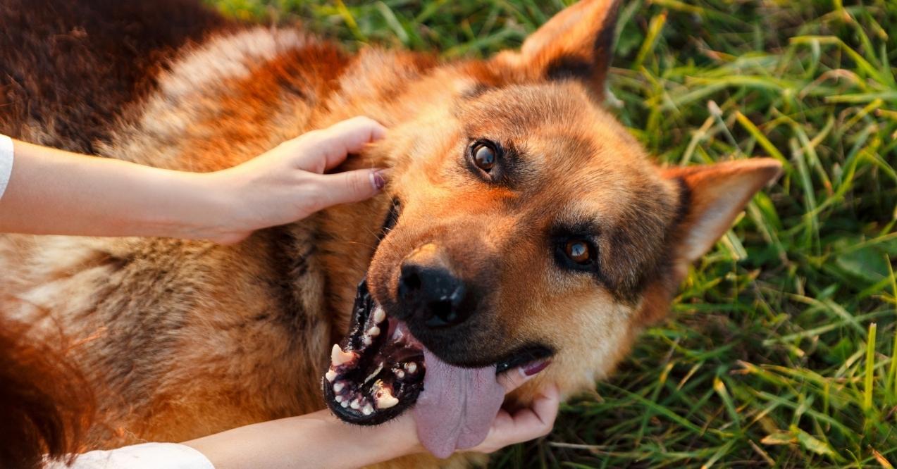 Happy German Shepherd lying on grass with woman petting it