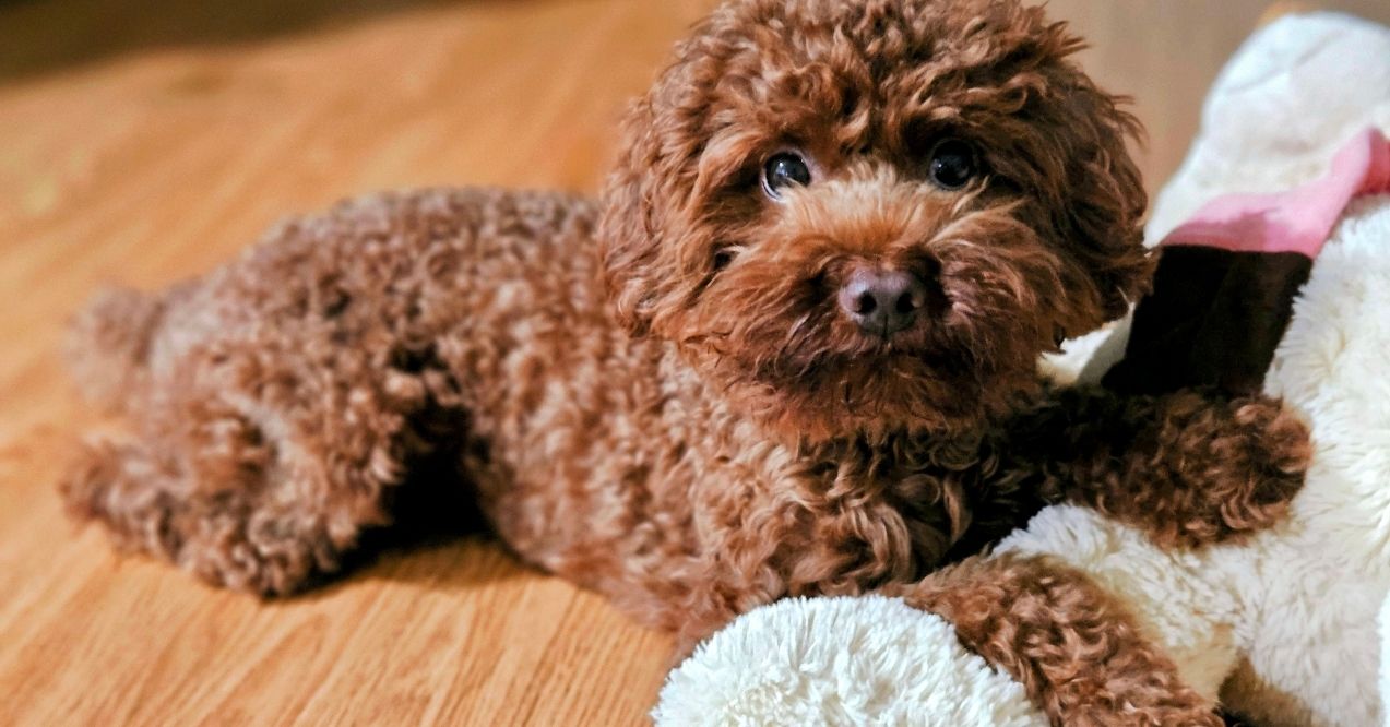 Brown poodle lying on floor with plush toy