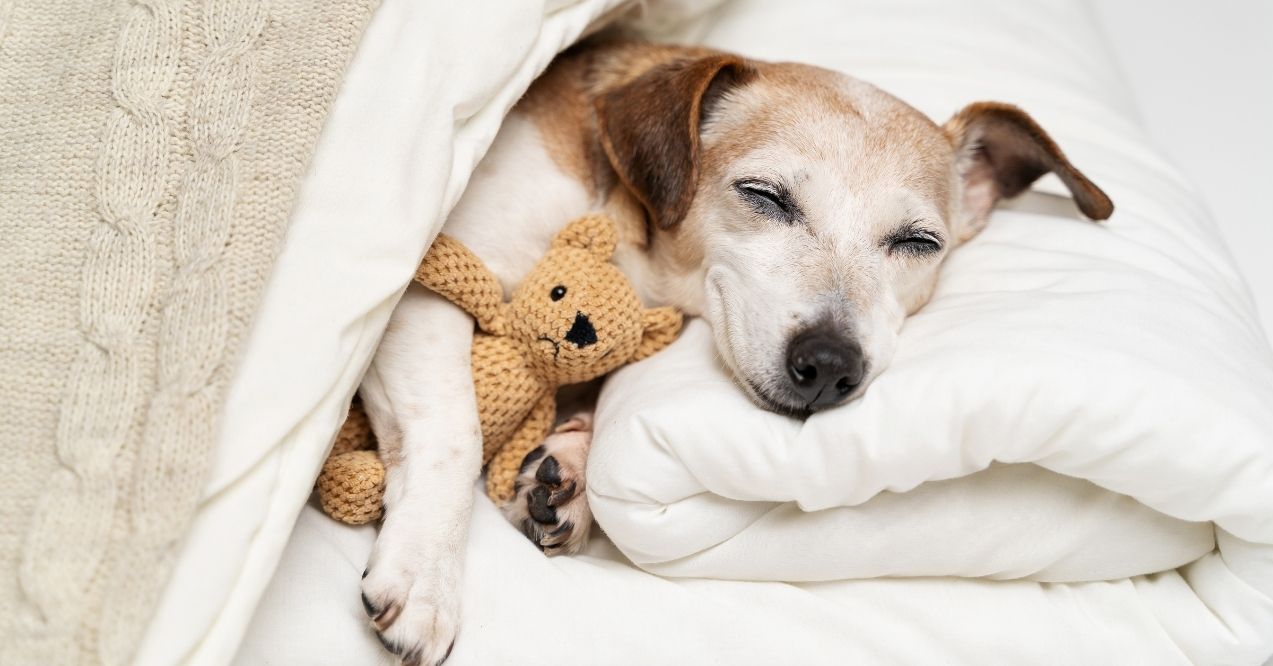 Do Older Dogs Sleep More?