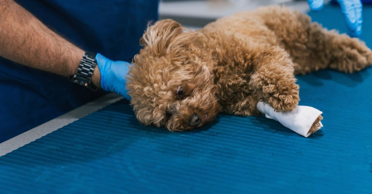 Injured dog resting on vet table with bandaged paw