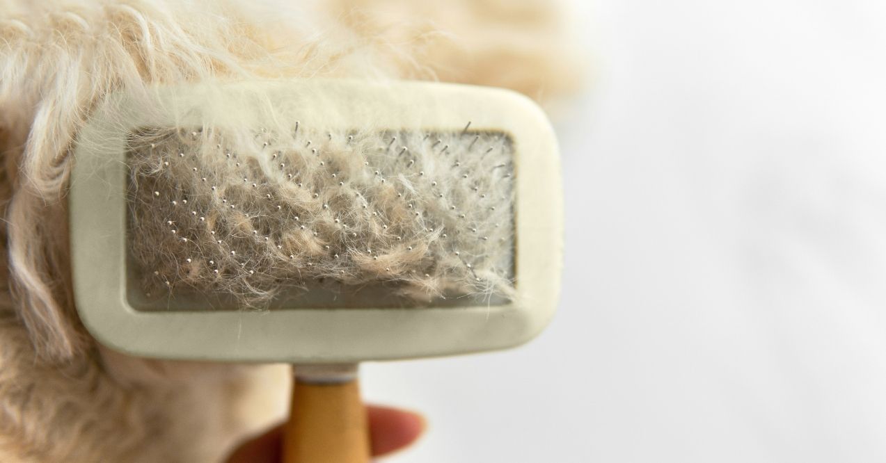 Dog brush with fur on bristles