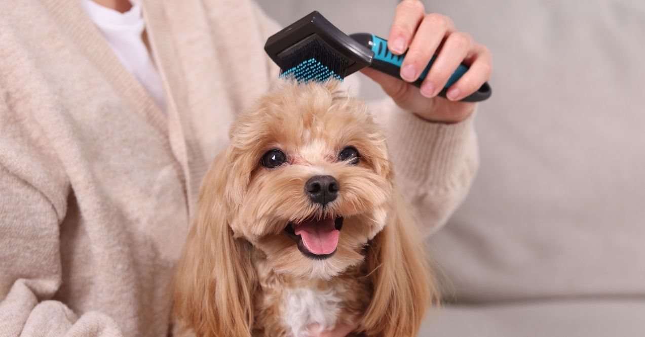 Happy dog being brushed at home
