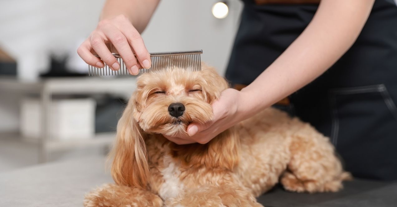 Dog lying down while being groomed with a comb