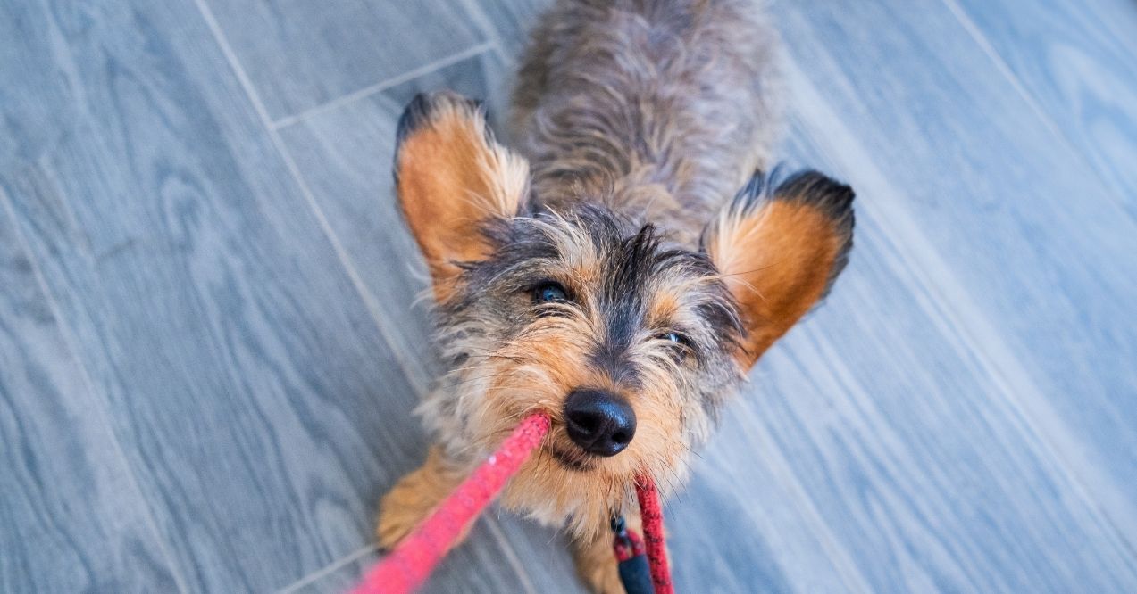 Small dog holding a red leash in its mouth