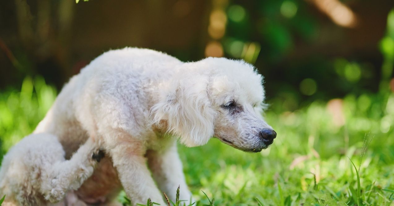 White dog scratching its body outdoors