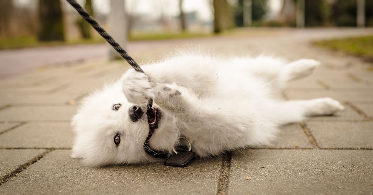 White fluffy puppy playfully lying on the ground and tugging on a rope