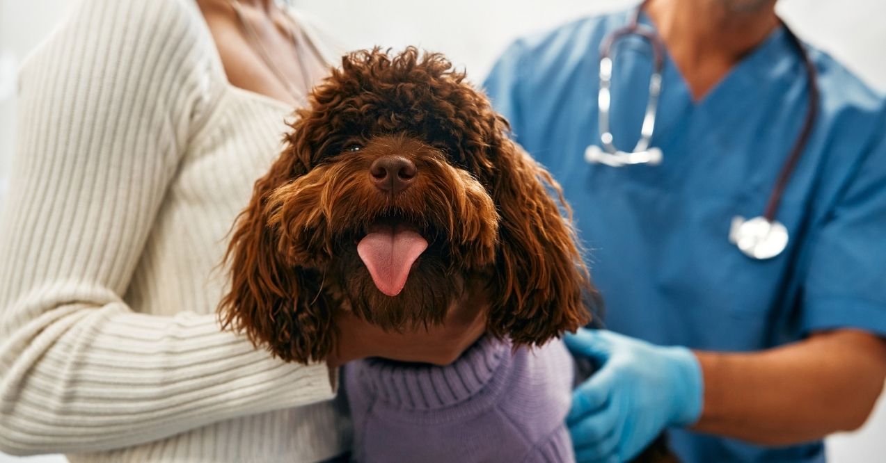 Happy dog in sweater at vet with owner
