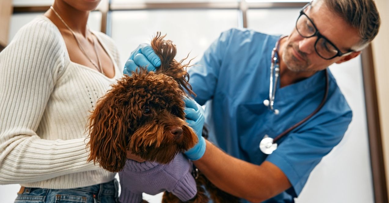 Vet examining dog's ear during checkup