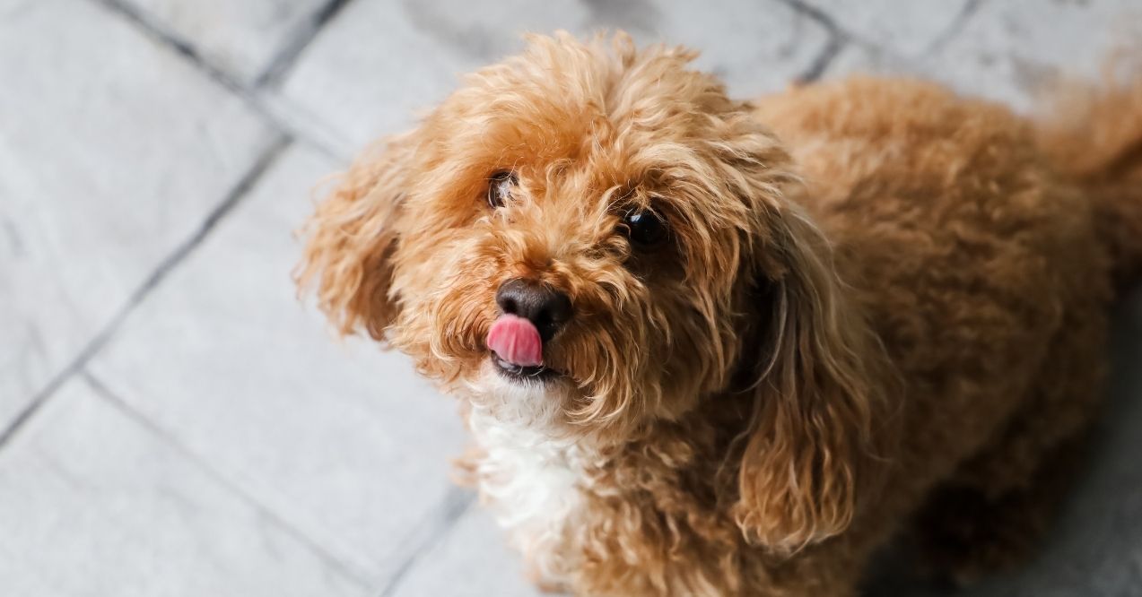 Brown dog looking up with tongue out