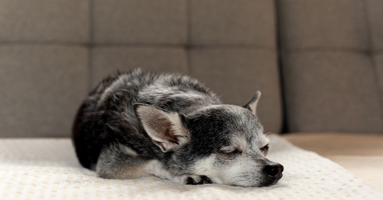 Senior dog sleeping on a couch