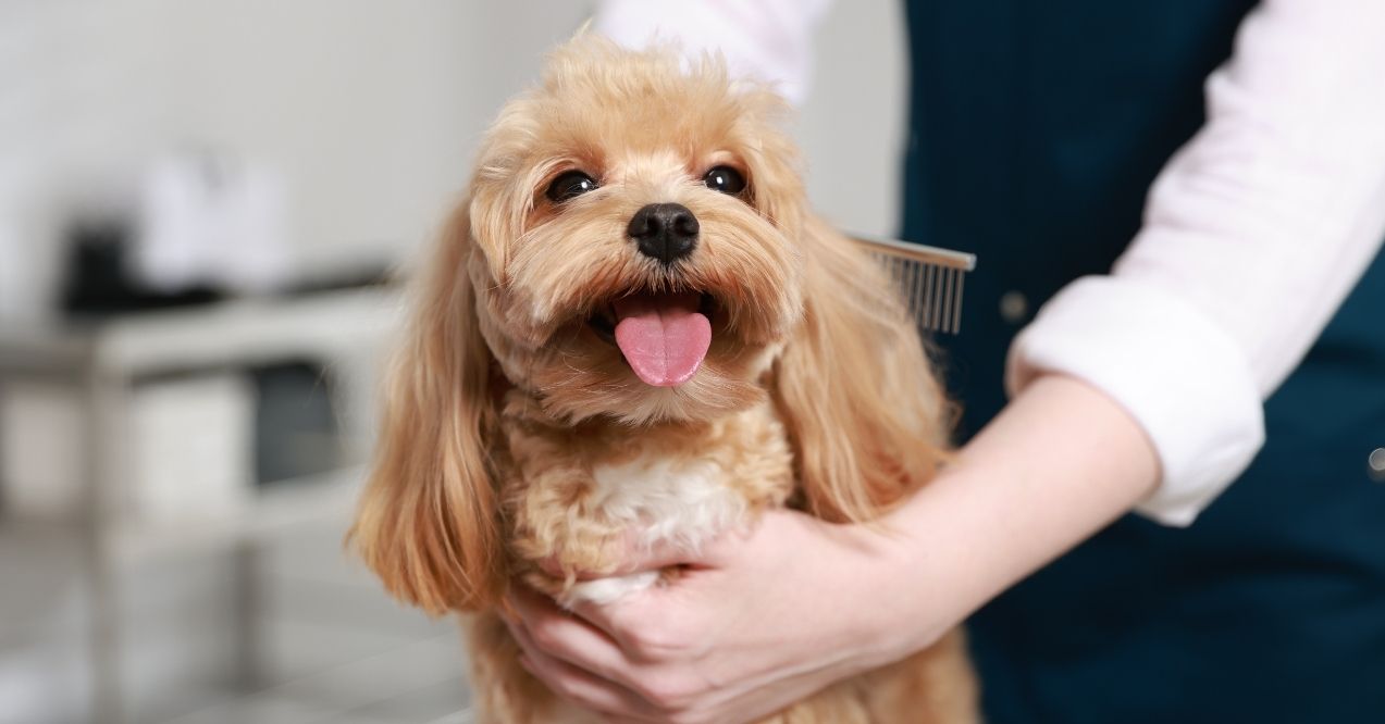 Smiling dog being groomed with comb