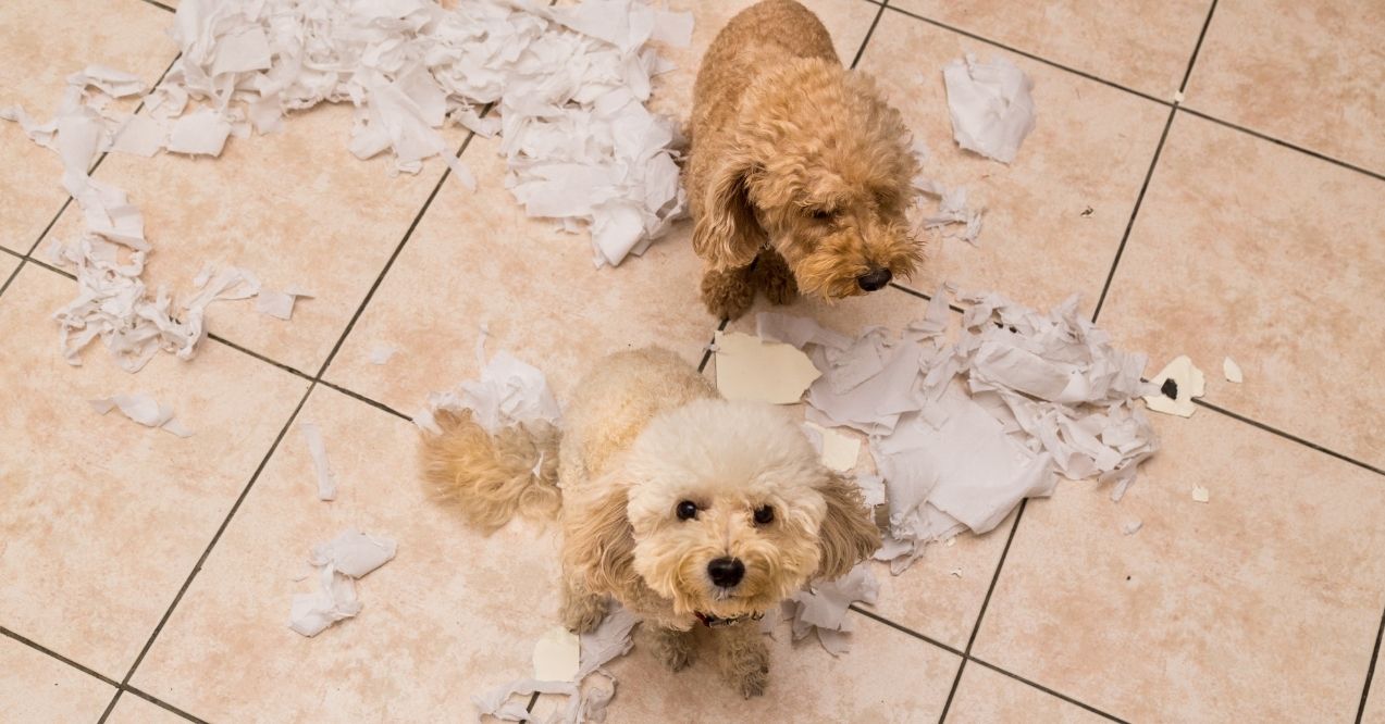 Two small poodles surrounded by shredded paper