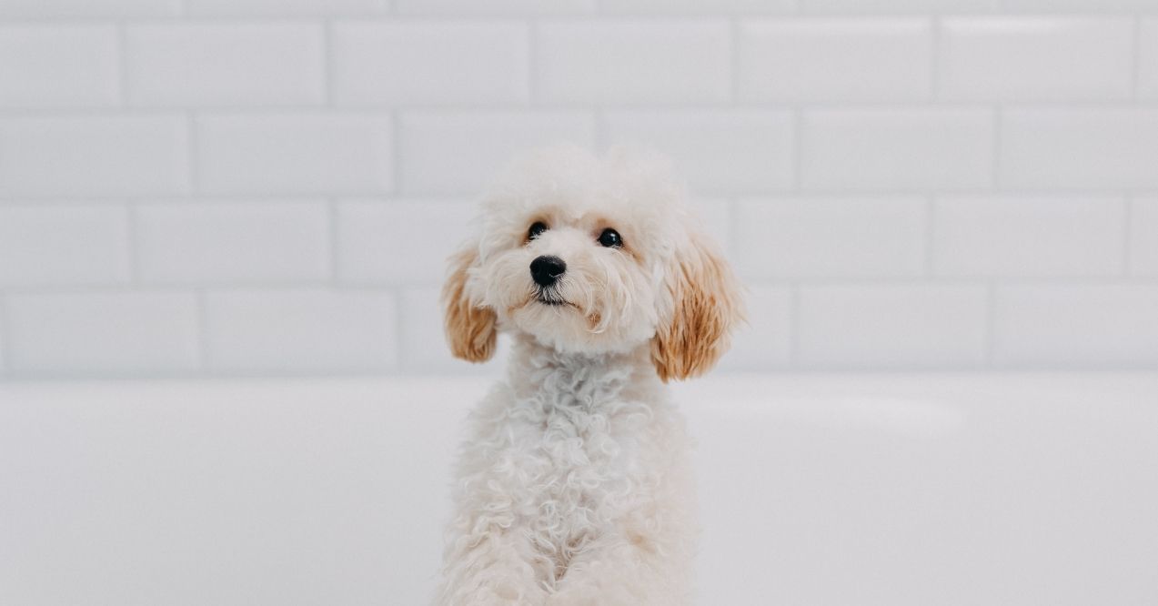 9 Toy Poodle Health Problems and At-Home Care Tips
