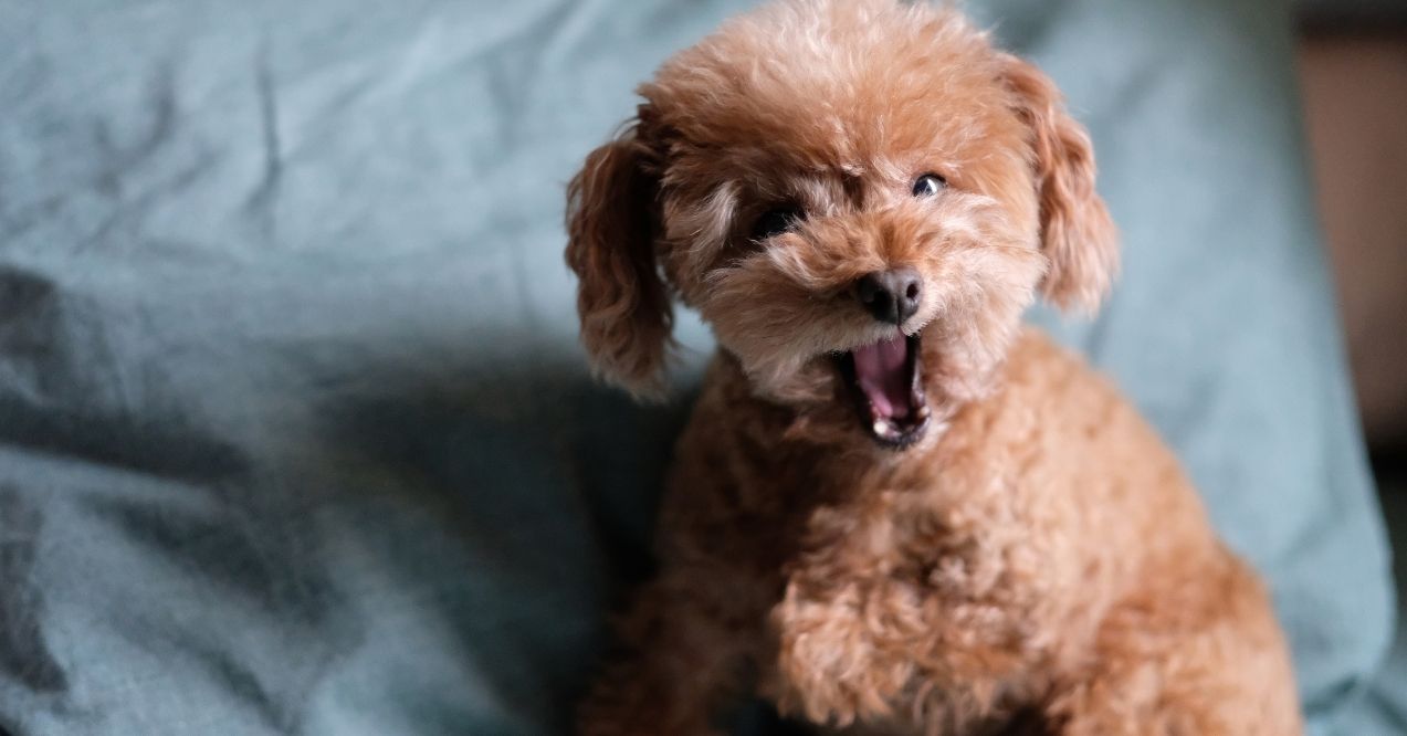 Toy poodle looking angry or annoyed while sitting on couch