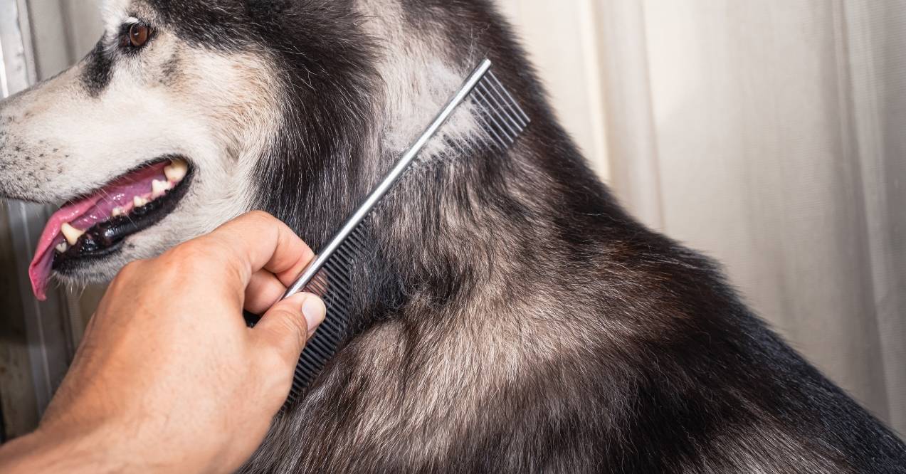 Person combing the thick fur of a Siberian Husky