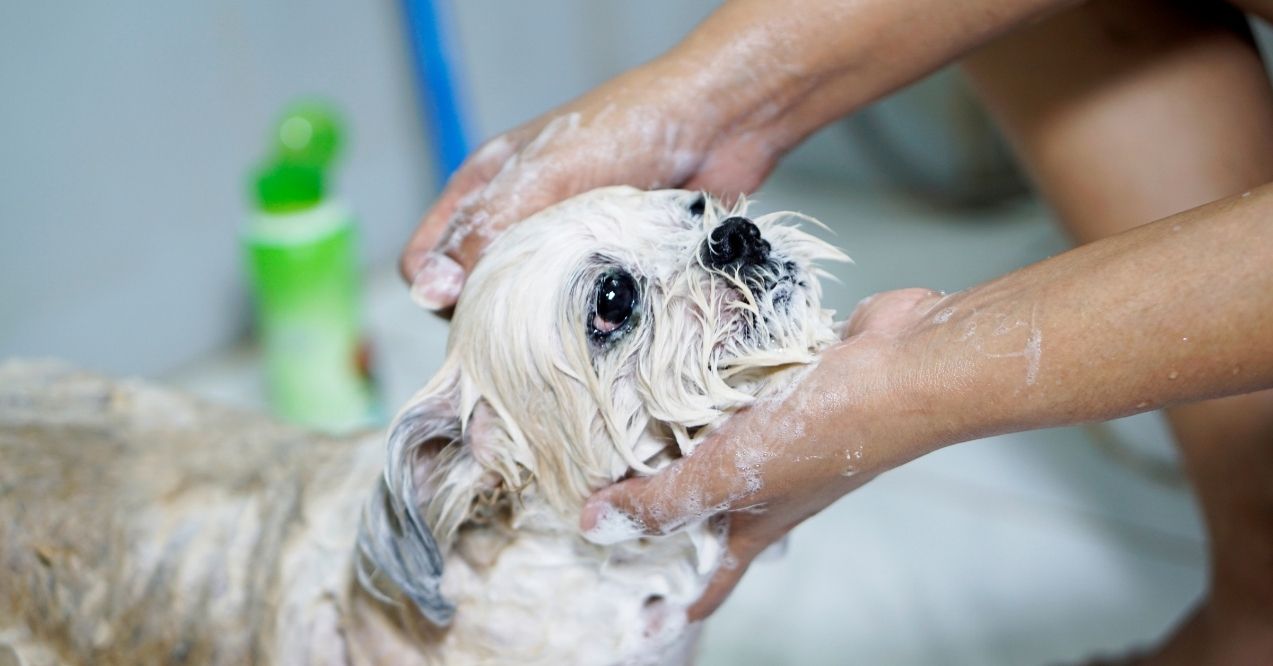 Small dog being bathed with soap lather