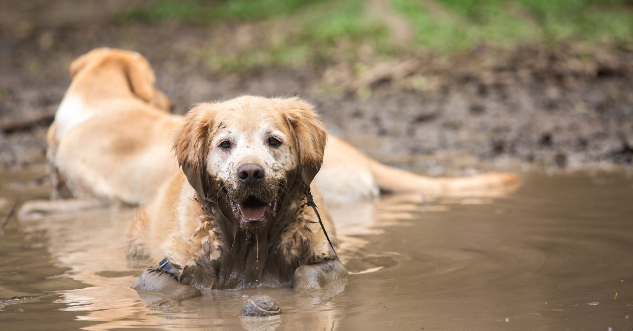 Golden Retriever lying in a muddy puddle with a dirty face