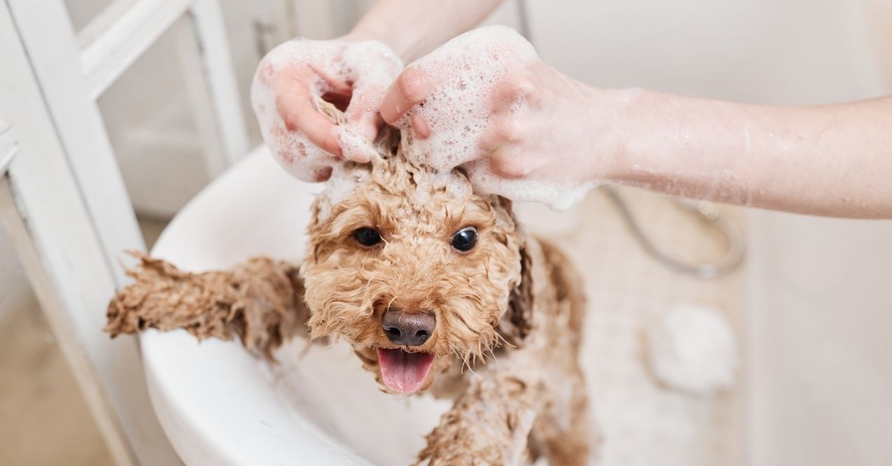 Curly-haired dog being washed with bubbly shampoo