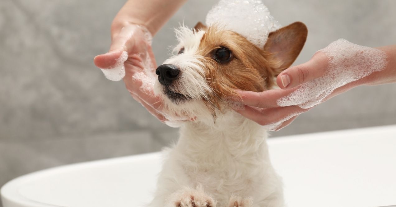 Jack Russell Terrier in a bathtub with soap bubbles