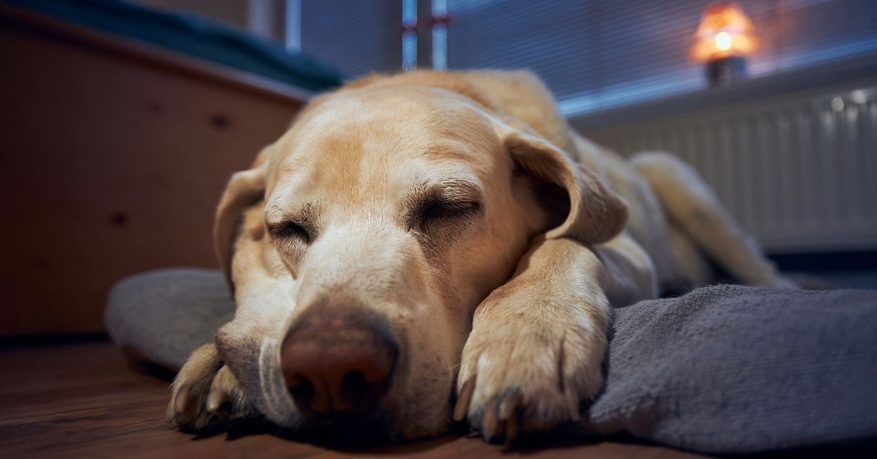 Yellow Labrador Retriever sleeping on the floor with head on paws