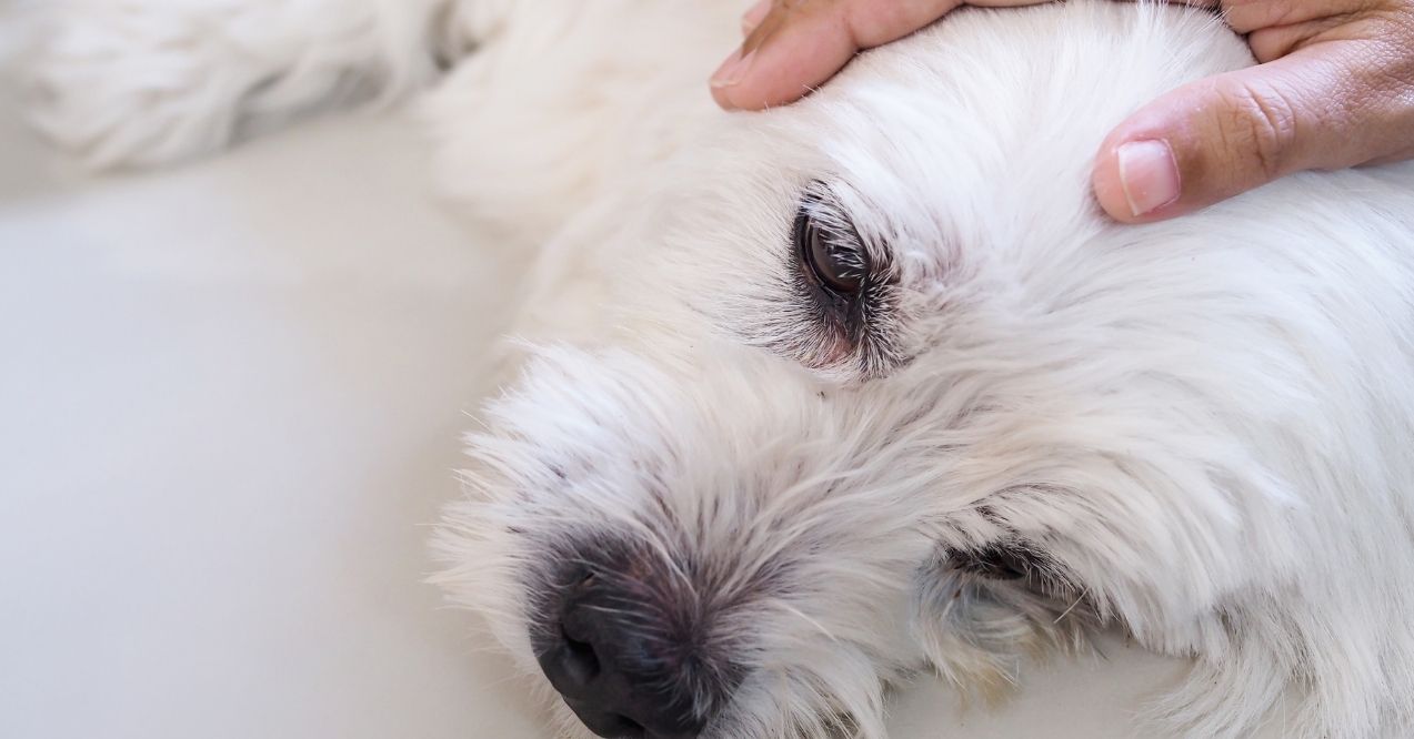 Old white dog lying down, breathing heavily while being comforted