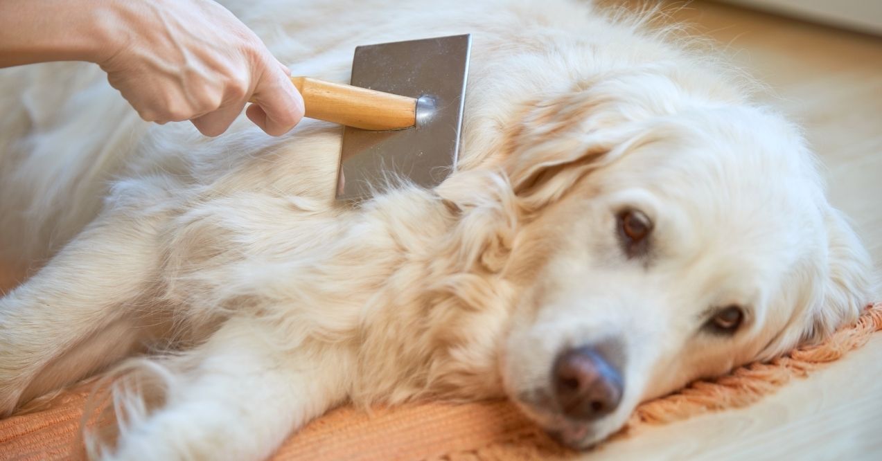 Person brushing the fur of a relaxed Golden Retriever
