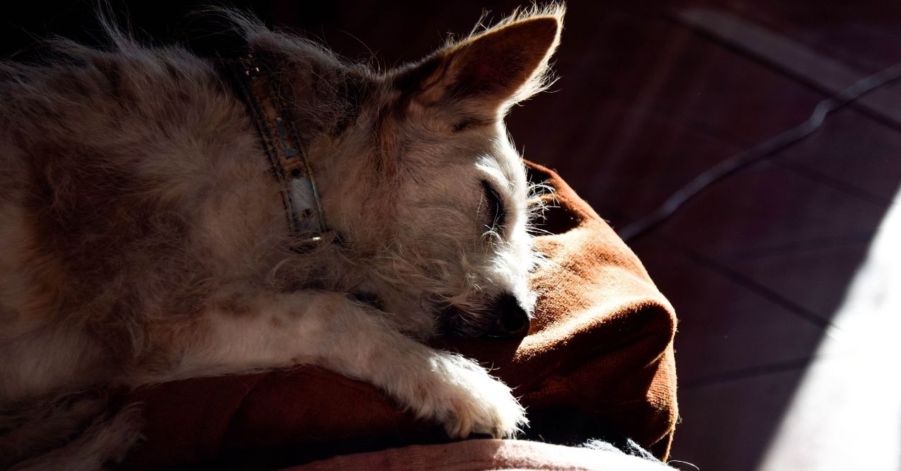 Small scruffy dog sleeping in a sunbeam