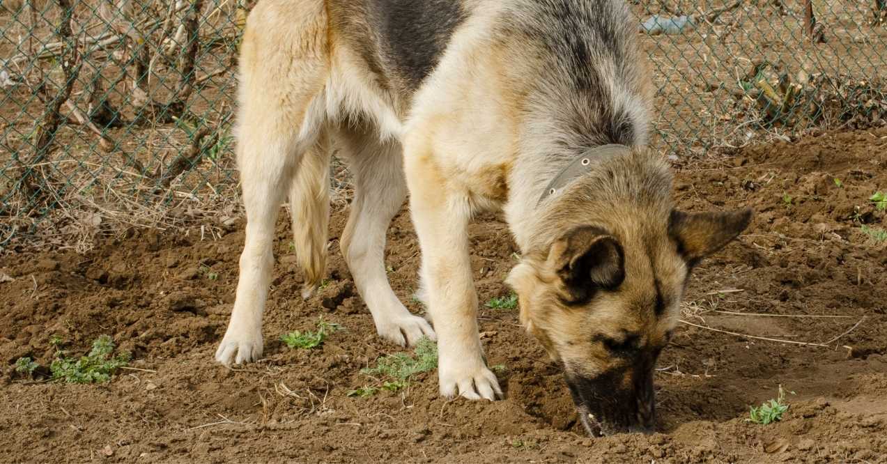 German Shepherd eating dirt in a garden