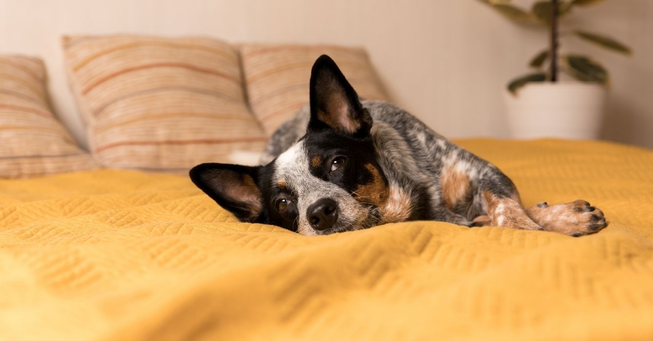 Cattle dog lying on a yellow bedspread