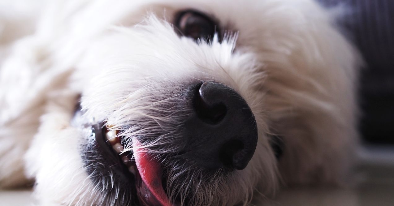 Close-up of a white dog lying on the floor with tongue out