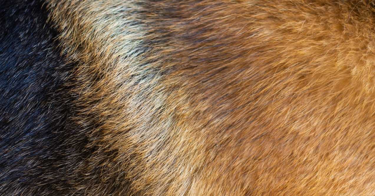 Close-up of German Shepherd fur showing black and tan coloration