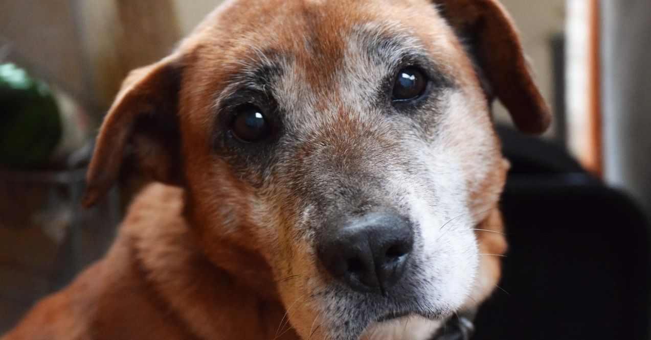 Old Dog Losing Muscle Mass? What You Can Do