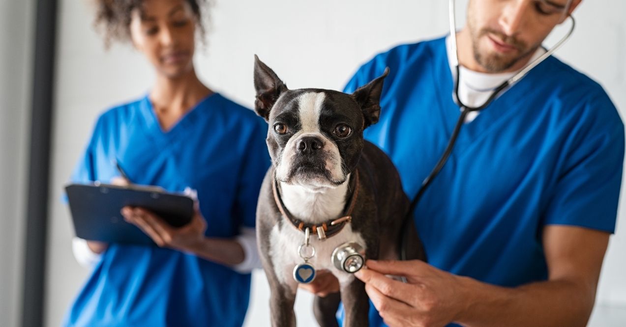 Veterinarians examining a dog with a stethoscope