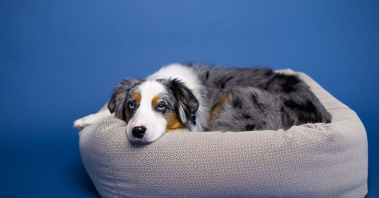 Australian Shepherd lying on a dog bed against blue background
