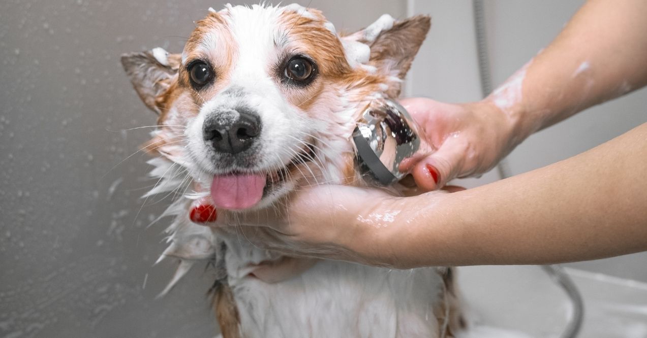Wet Corgi in the shower