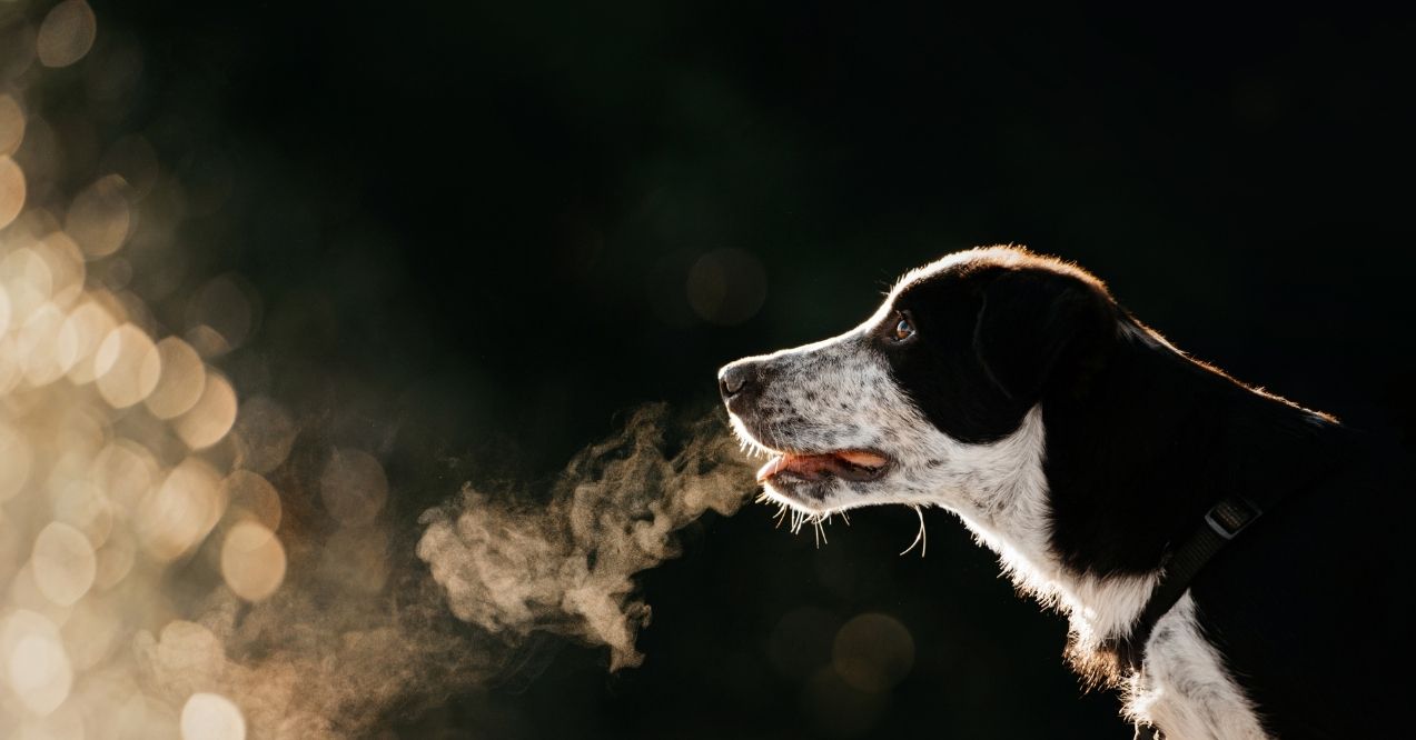 Dog exhaling visible breath in cold air