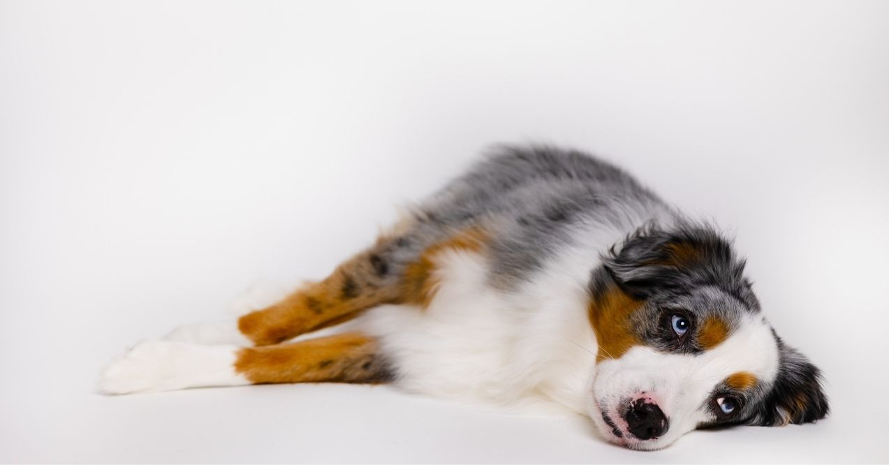 Australian Shepherd lying on white background