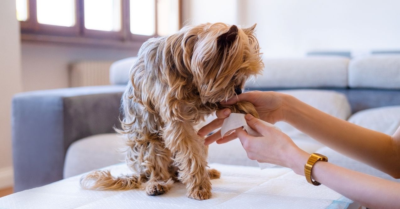 Small dog having its paw gently cleaned