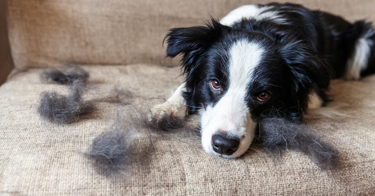 Border Collie lying on couch with clumps of shed fur