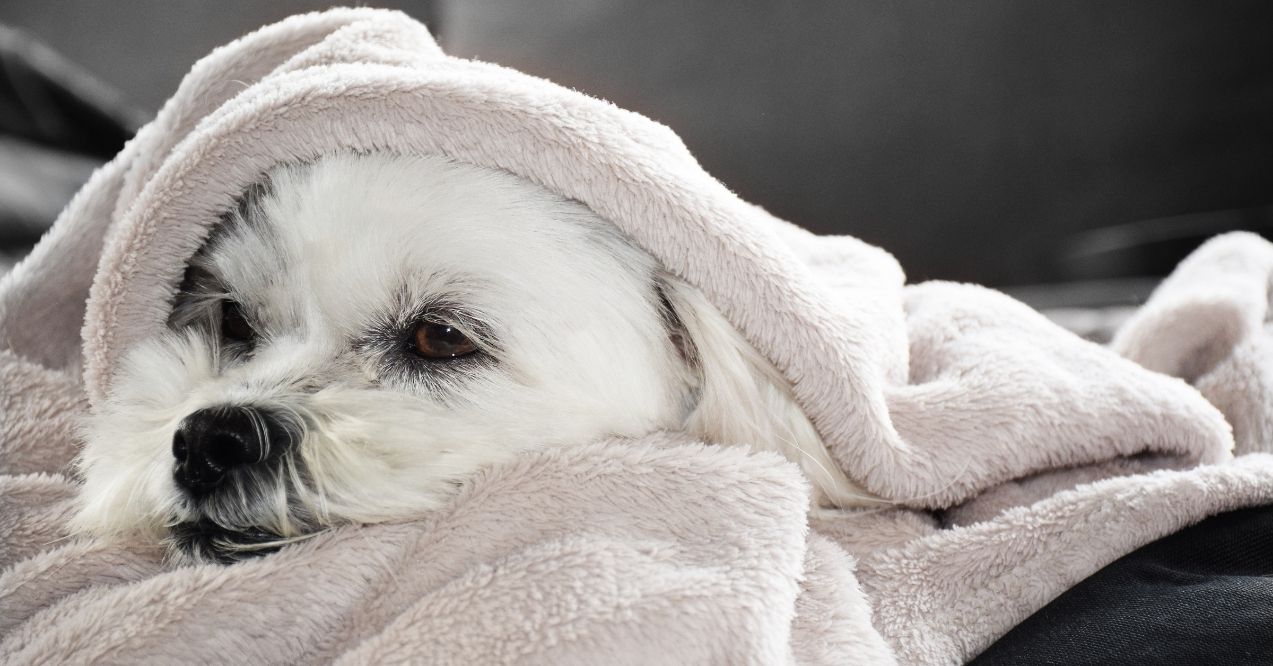 Small white dog wrapped in a soft blanket