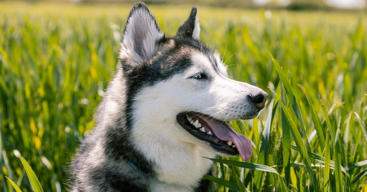 Siberian Husky in green grass on a sunny day