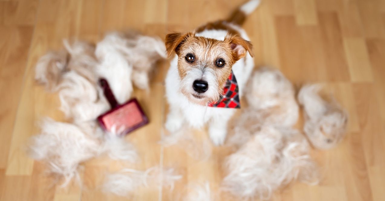 When Is Shedding Season for Dogs?