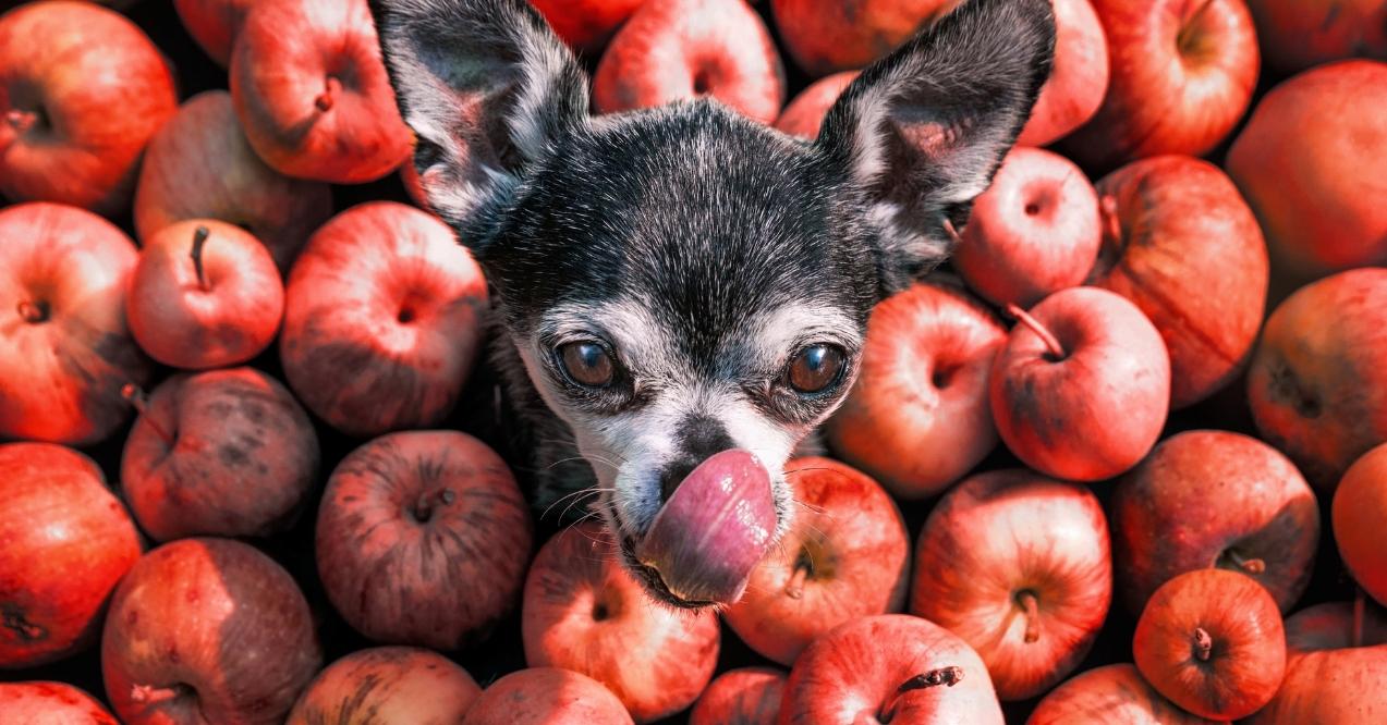 Chihuahua in a pile of apples