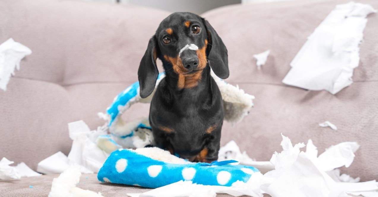 Dachshund sitting surrounded by torn paper and a chewed toy